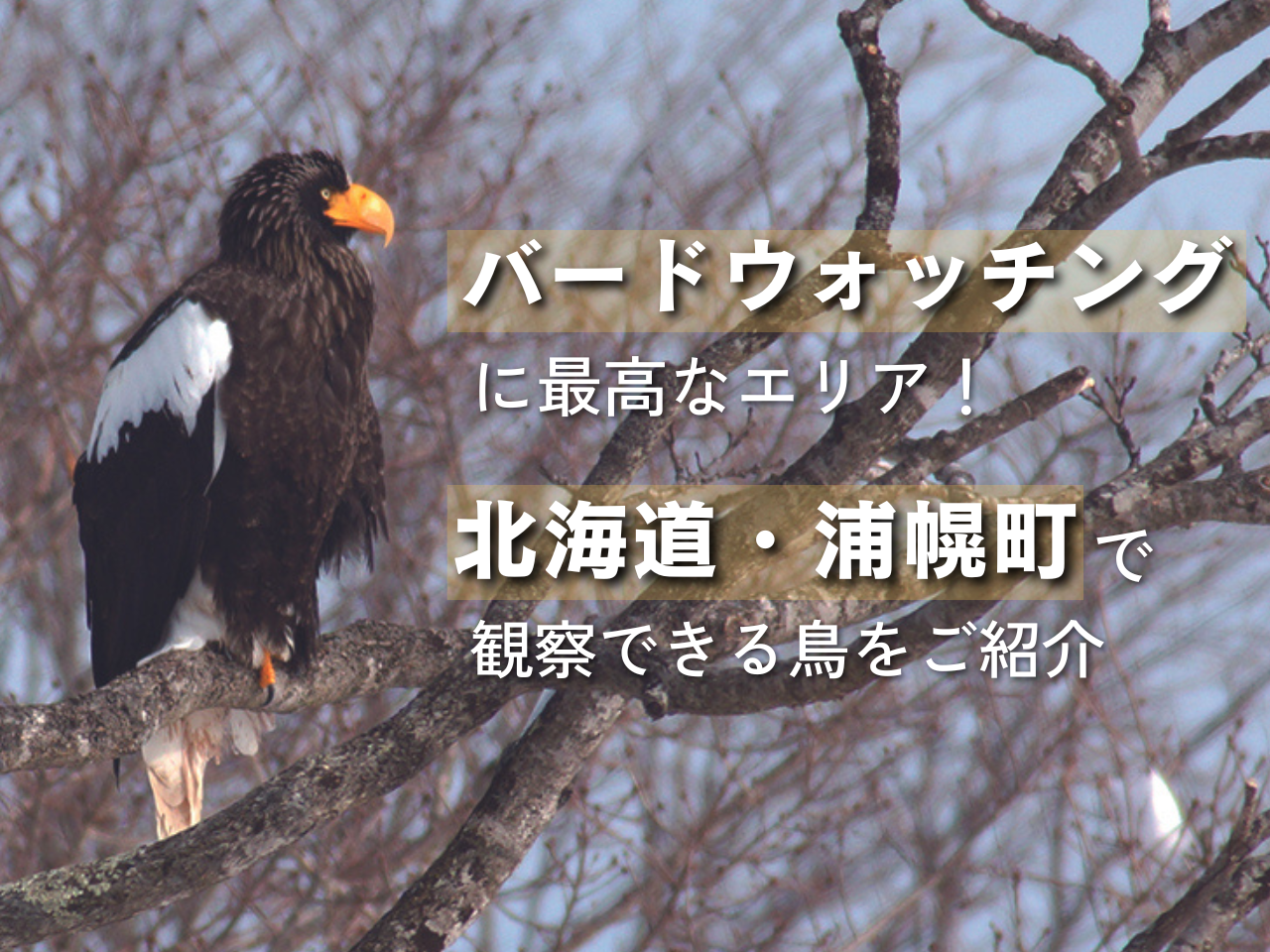 バードウォッチングに最高なエリア！「北海道・浦幌町」で観察できる鳥たちを･･･